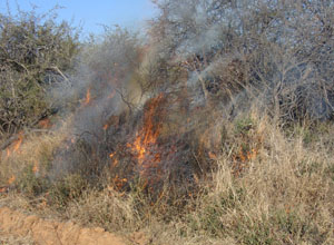 Veld Fire